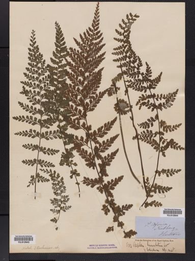 Asplenium