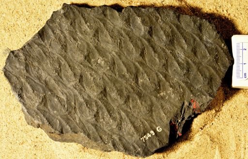Lepidodendron sp.