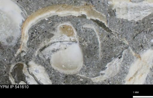 Limopsis striatopunctatus