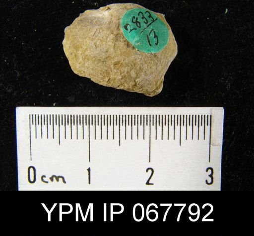 Leptaenisca concava
