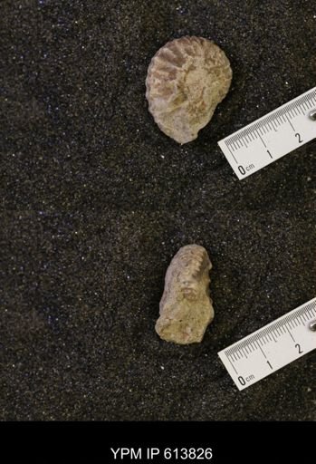 Neogastroplites sp.