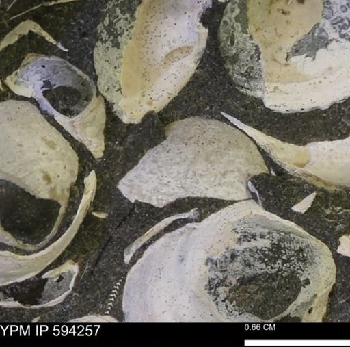 Protocardia sp.