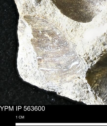 Limopsis striatopunctatus
