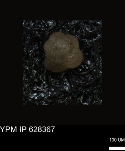 undet. Foraminiferida