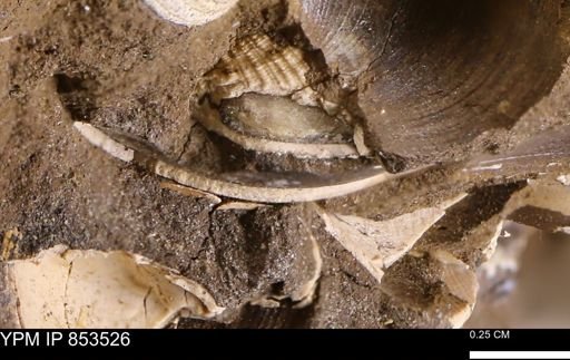 Limopsis? striatopunctatus