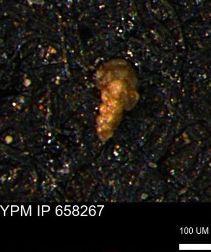 Verneuilinoides kansasensis