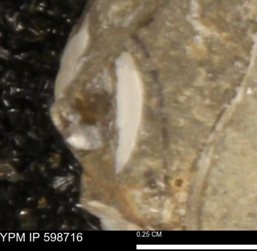 Mollusca
