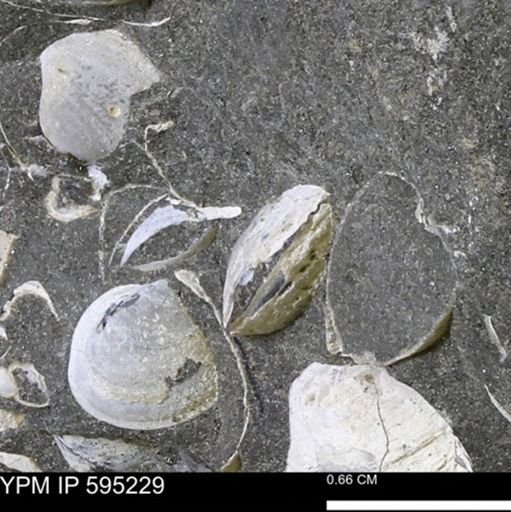 Protocardia sp.