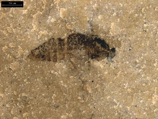 undet. Diptera