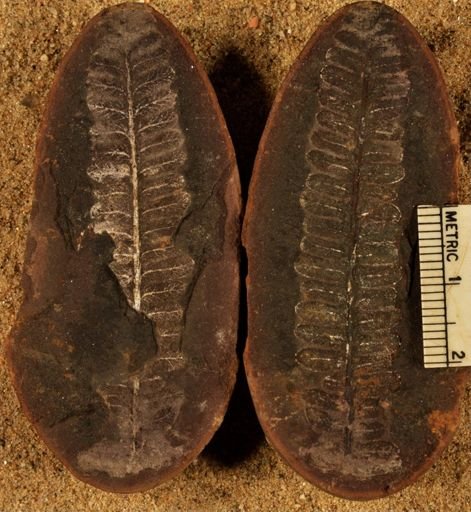 Pecopteris