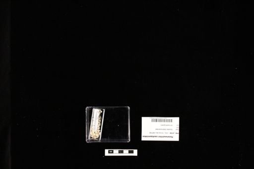 Paramesotriton caudopunctatus