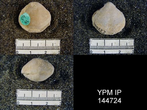 Athyris capillata