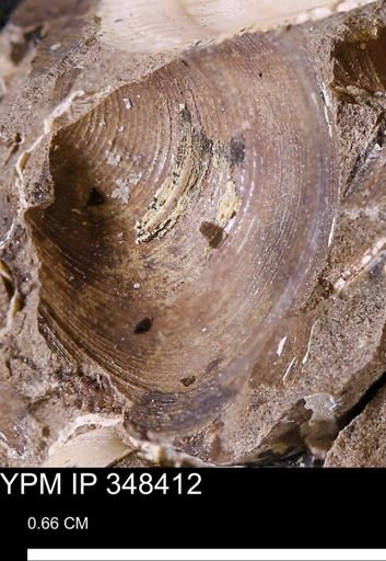 Limopsis striatopunctatus