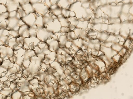 Callyspongia arcesiosa?