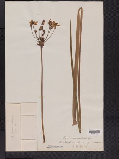 Butomus umbellatus