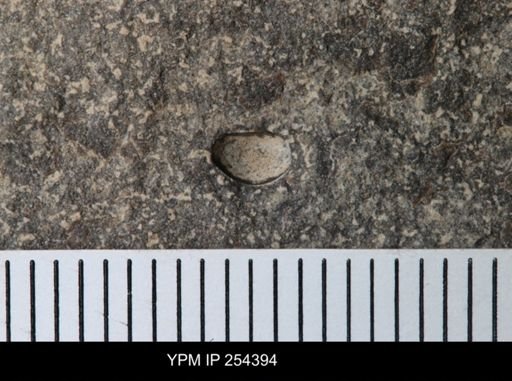Ostracoda