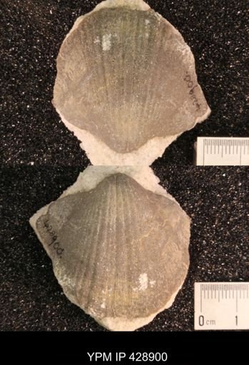 Costispirifer sp.