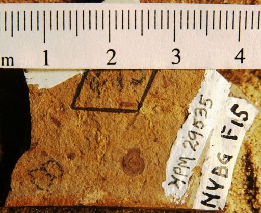 Trichoptera