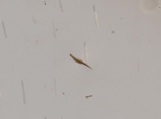 Proandricus humicultor