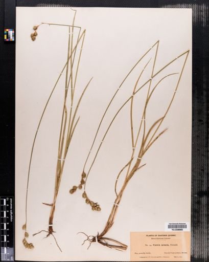 Carex aenea