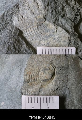 Resserops sp.