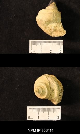 Worthenia sp.