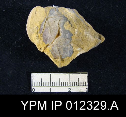 Martinia rhomboidalis