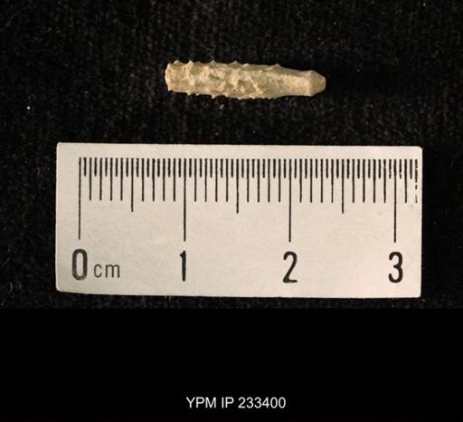Archaeocidaris sp.