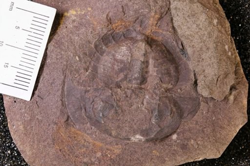 Euproops danae