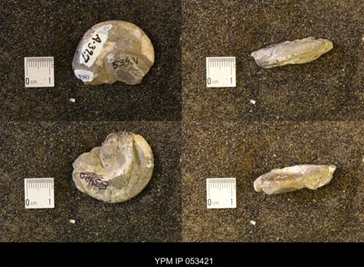 Discoscaphites conradi