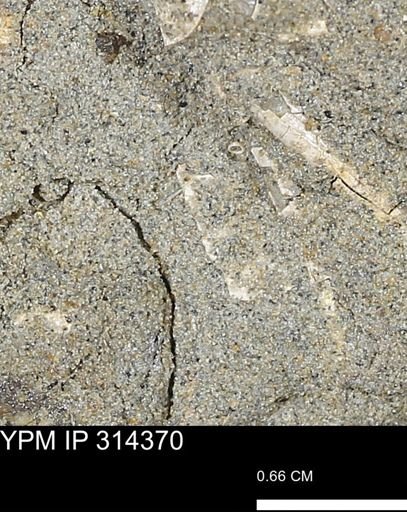 undet. Scaphopoda