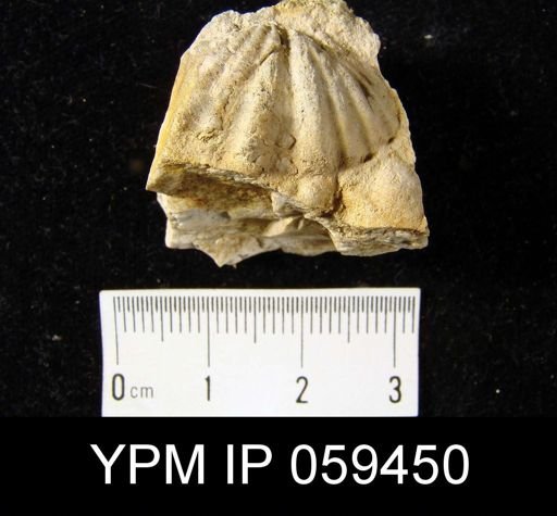 Spirifer murchisoni