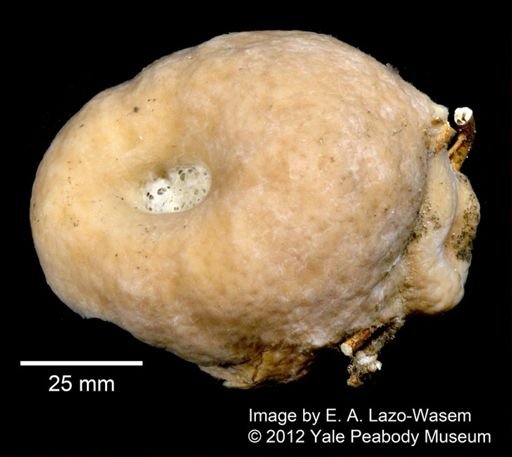 Geodia megastrella