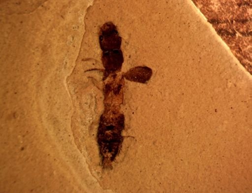 undet. Staphylinidae