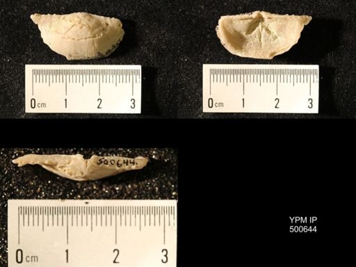 Chonetes granulifer meekanus