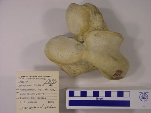 Teleoceras fossiger