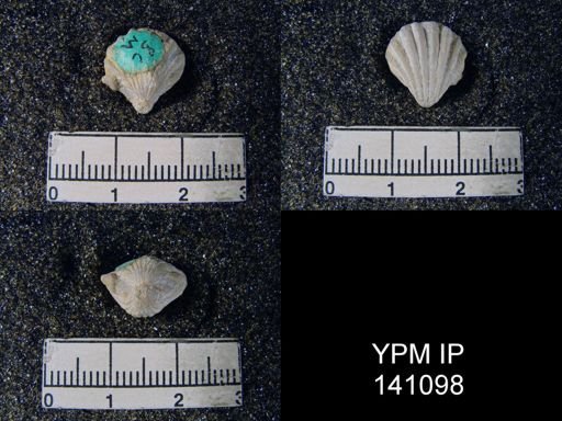 Eumetria (Hustedia) grandicosta
