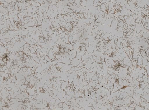 Amphimedon compressa