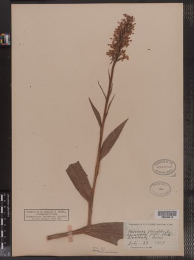 Habenaria psycodes