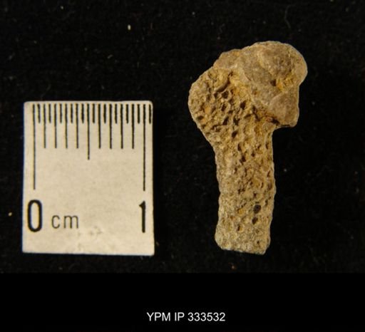 Striatopora halli