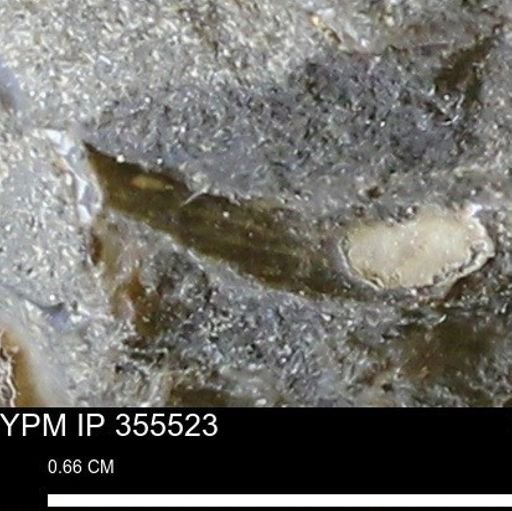 undet. Scaphitidae