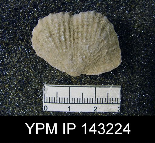 Productus (Dictyoclostus) sp.