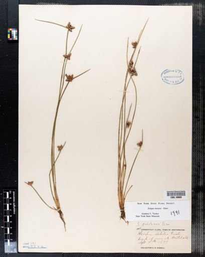 Scirpus debilis