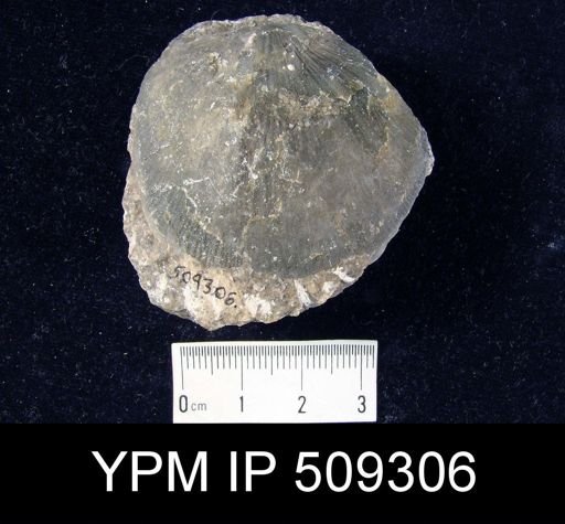undet. Strophomenida
