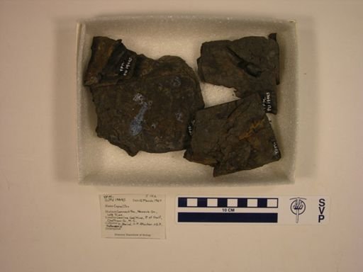 Vertebrata