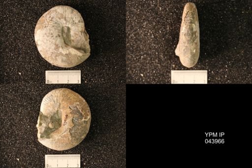 Hoploscaphites nicolletii