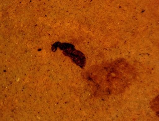 undet. Hymenoptera
