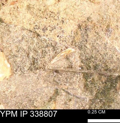 undet. Mollusca