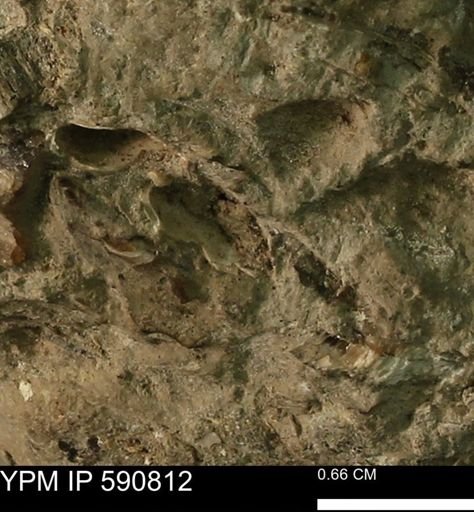 undet. Bivalvia