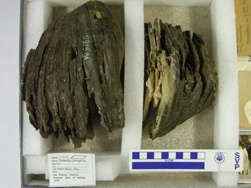 Mammuthus primigenius